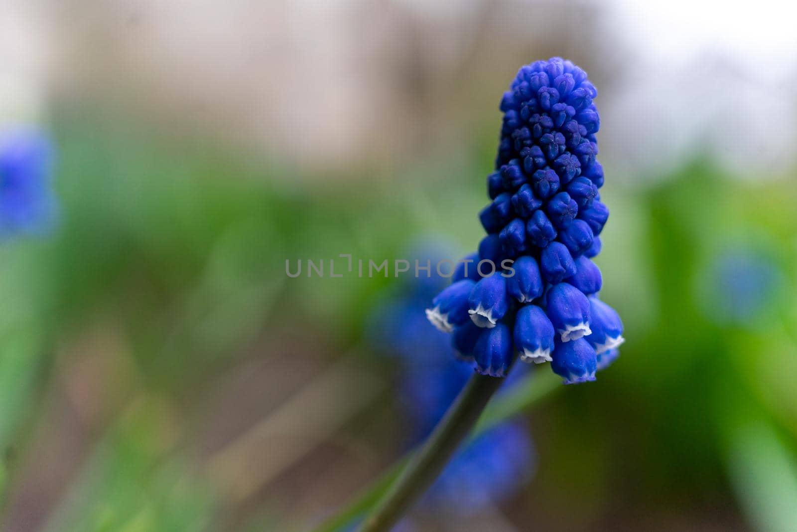 Grape hyacinth photographed close up on a flowerbed. Copy space.