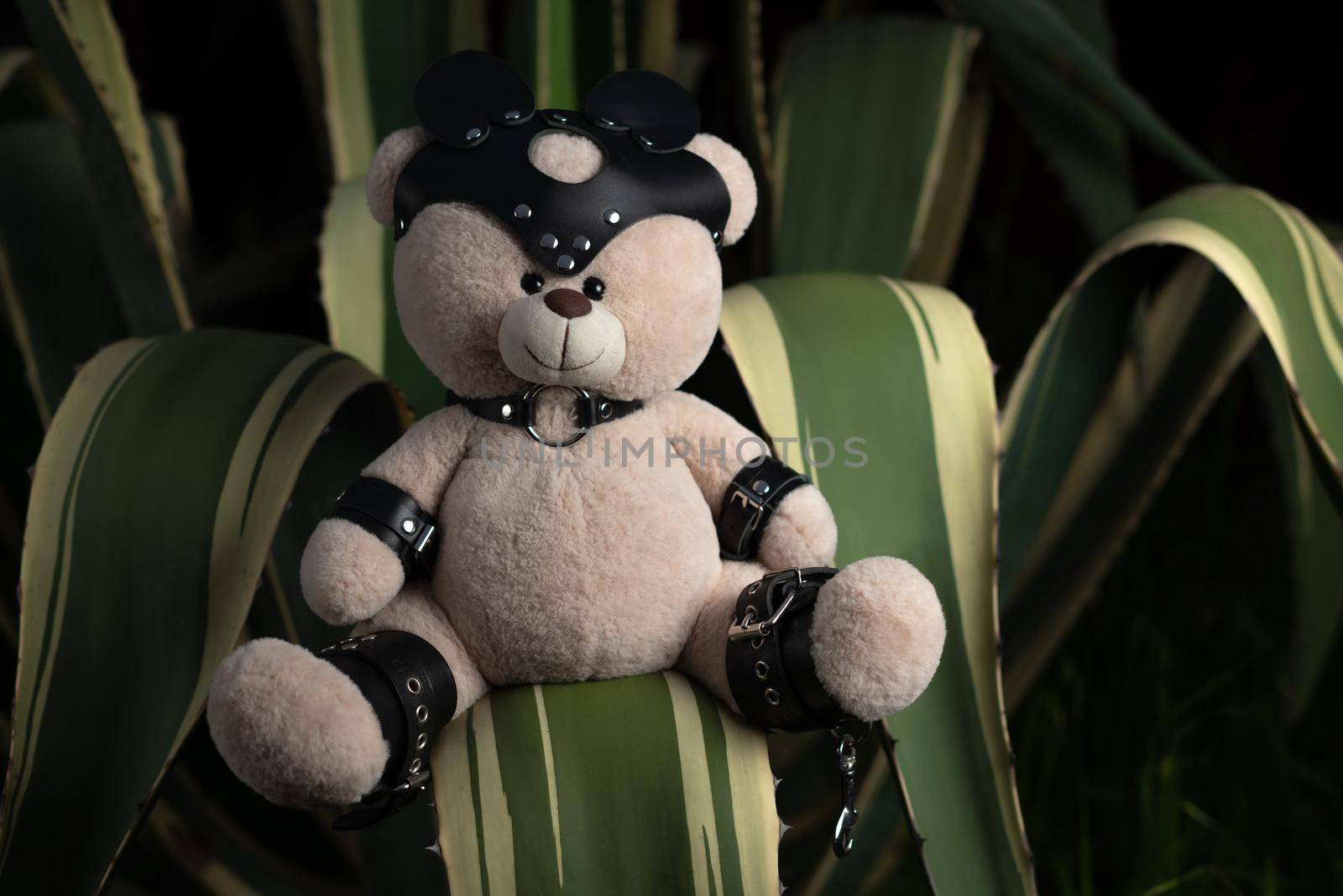 BDSM teddy bear in leather straps and mask accessory for sex games on a prickly southern a cactus