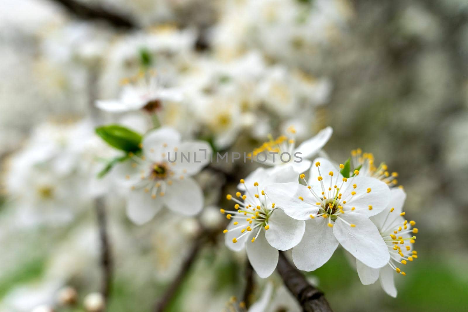 abundant white flowers on a fruit tree pear.