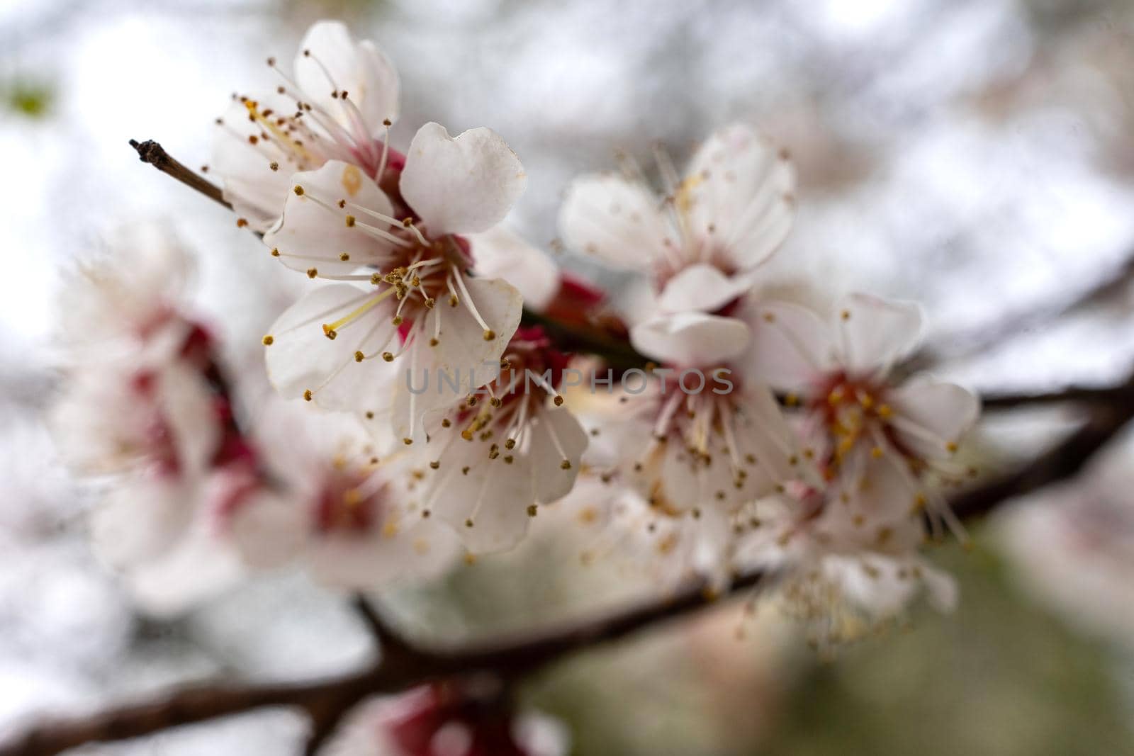 Abundant cherry blossoms with white flowers. Closeup photo with blurred background.