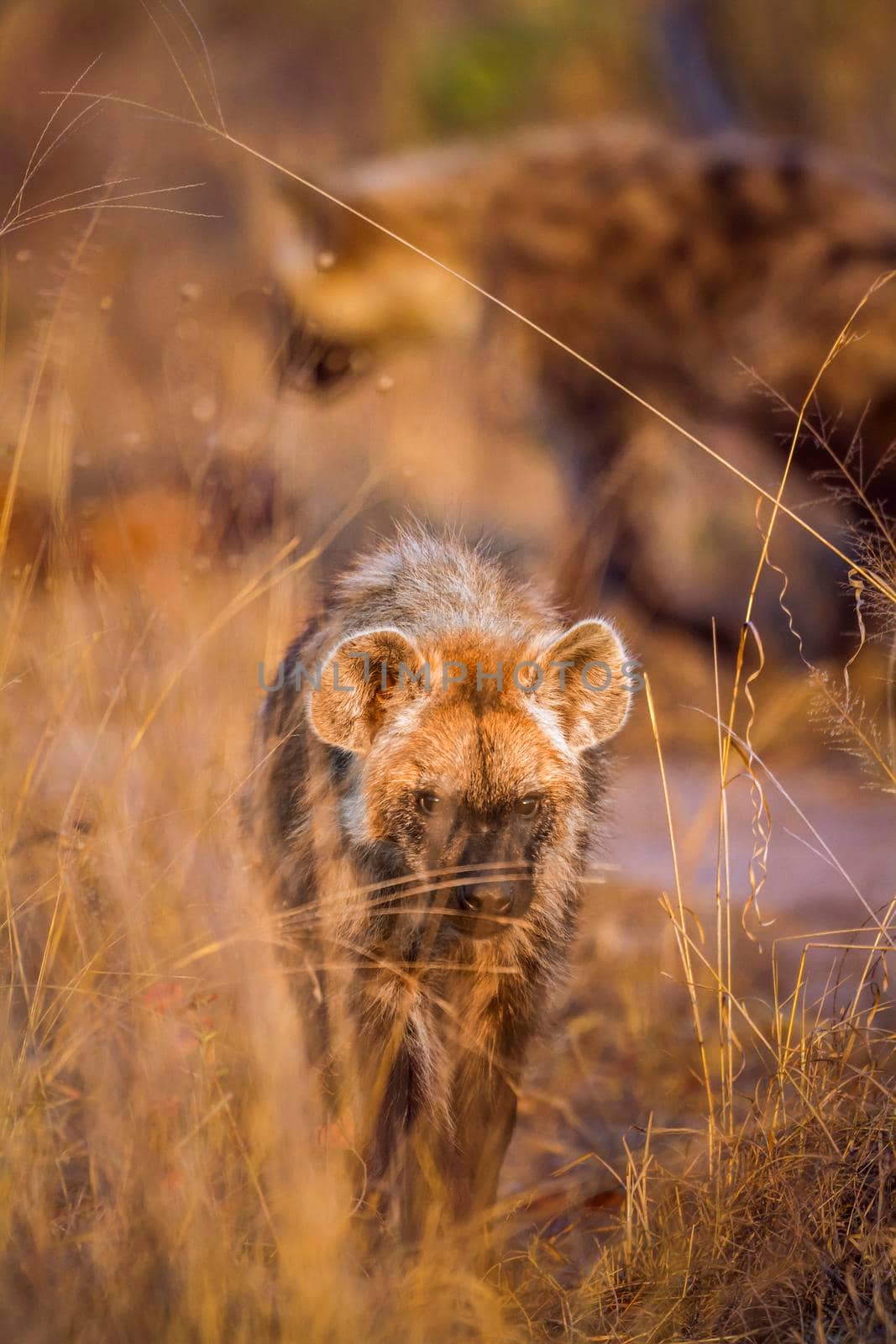 Spotted hyaena in Kruger National park, South Africa by PACOCOMO