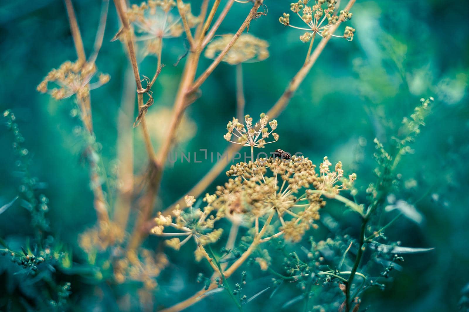 Italian striped bug on wild umbellifer plant in the garden