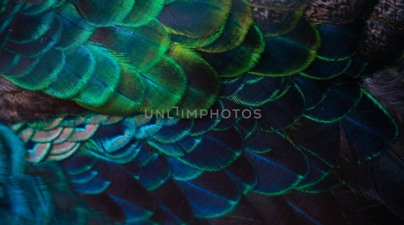 Close up of the  peacock feathers .Macro blue feather, Feather, Bird, Animal. Macro photograph.