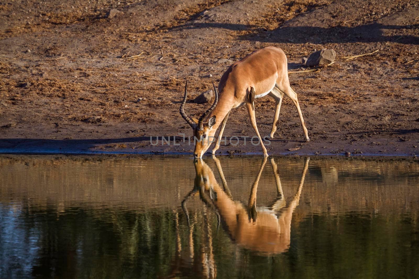 Common Impala in Kruger National park, South Africa ; Specie Aepyceros melampus family of Bovidae
