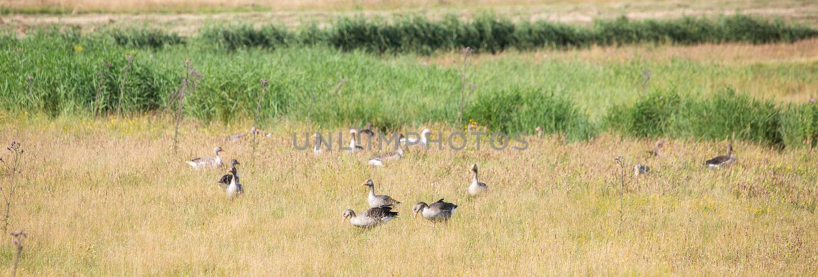 grey geese in summer grass on the island of texel in the netherlands by ahavelaar