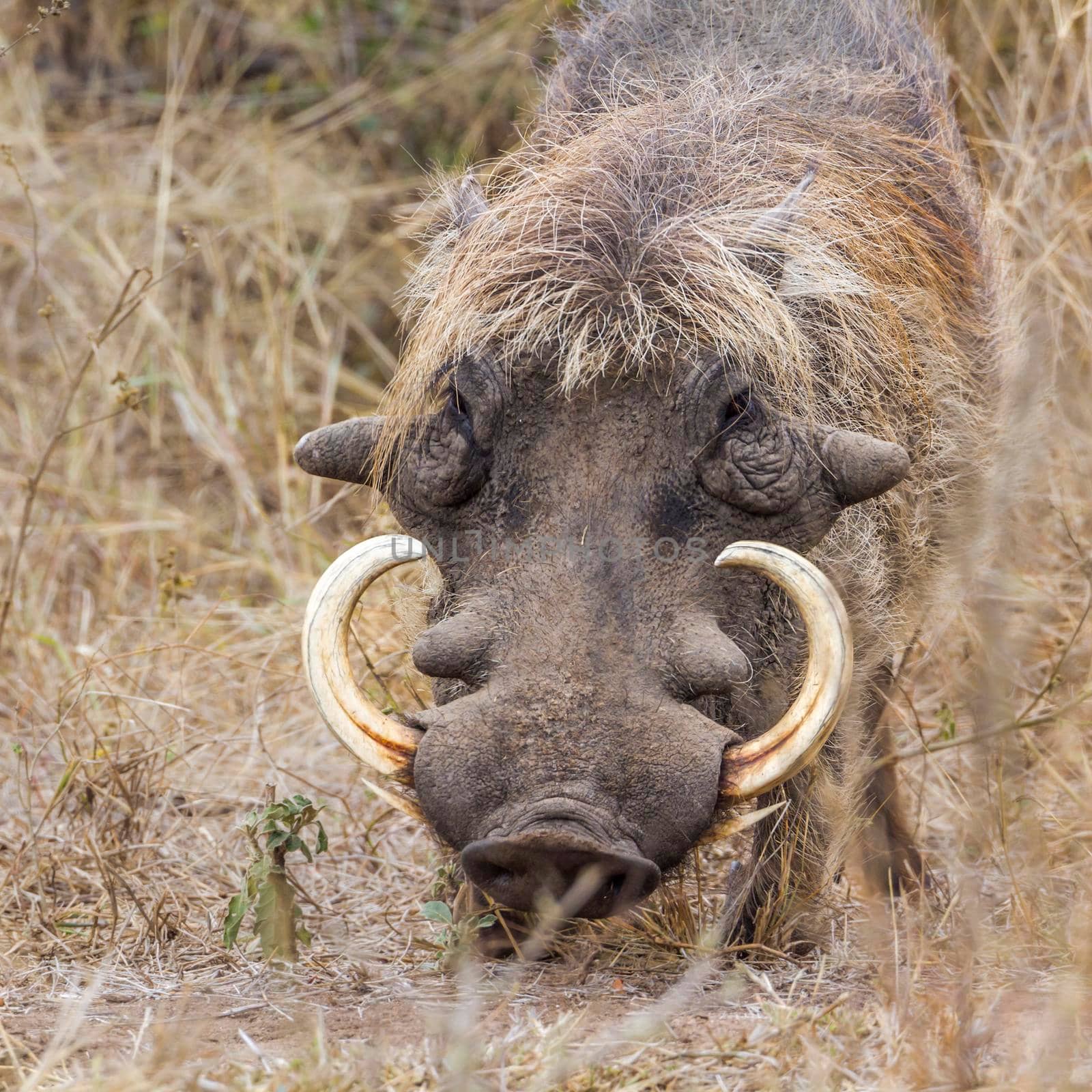 common warthog in Kruger National park, South Africa ; Specie Phacochoerus africanus family of Suidae