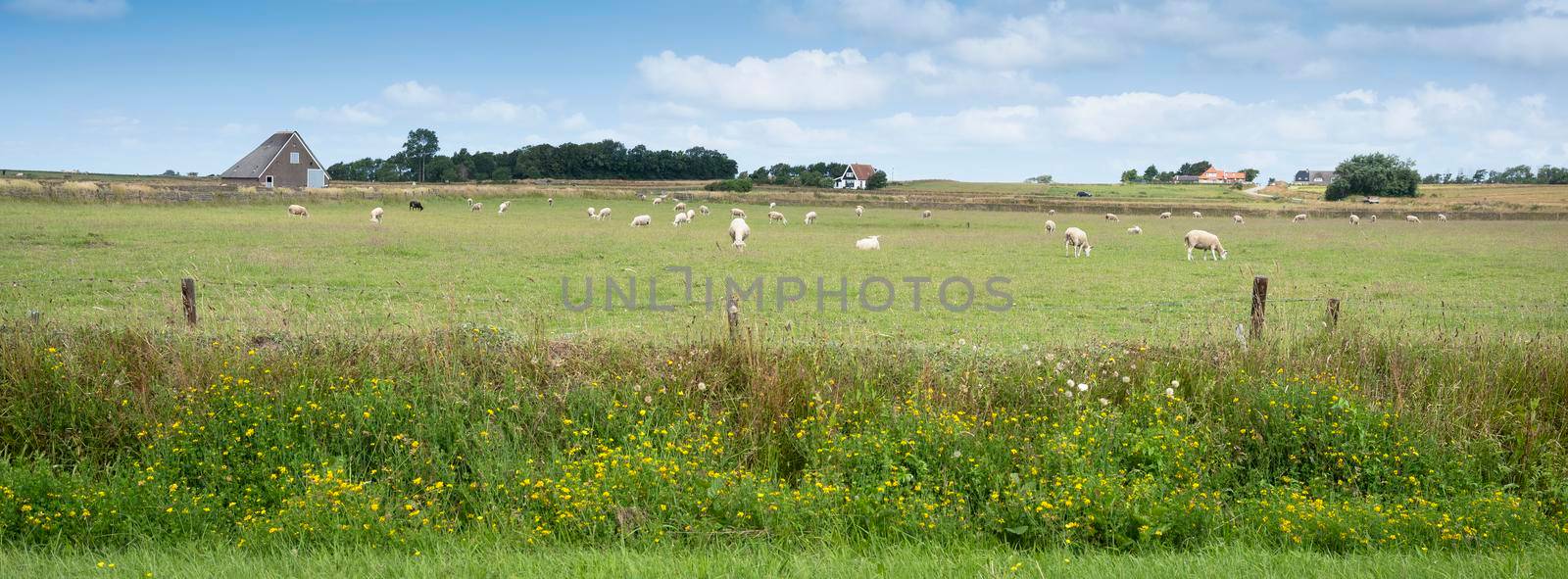 yellow summer flowers and sheep in meadow on dutch island of texel under blue sky by ahavelaar