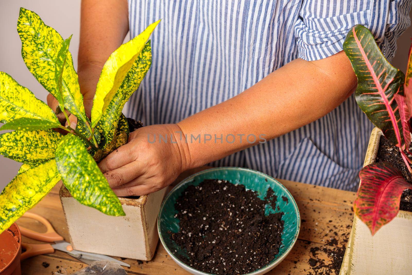 A woman transplants a houseplant, a flower in a ceramic pot. Hands and flower close-up.