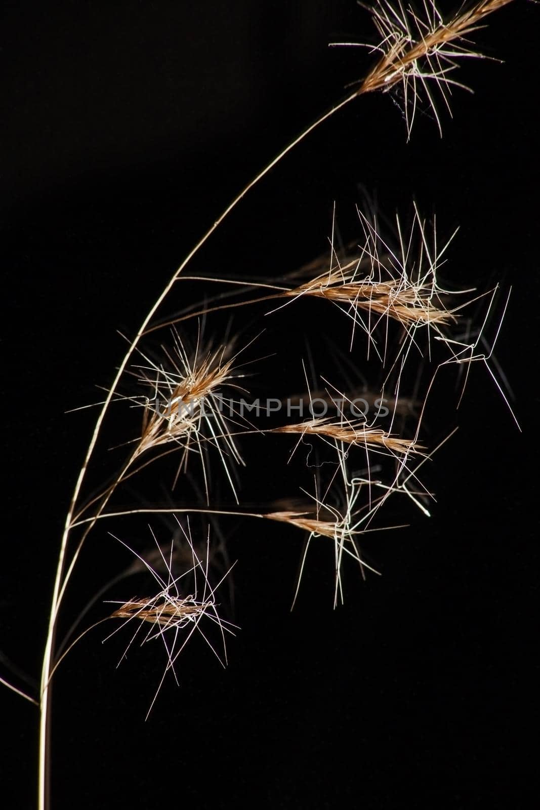 Wiregrass (Aristida sp) isolated on black.