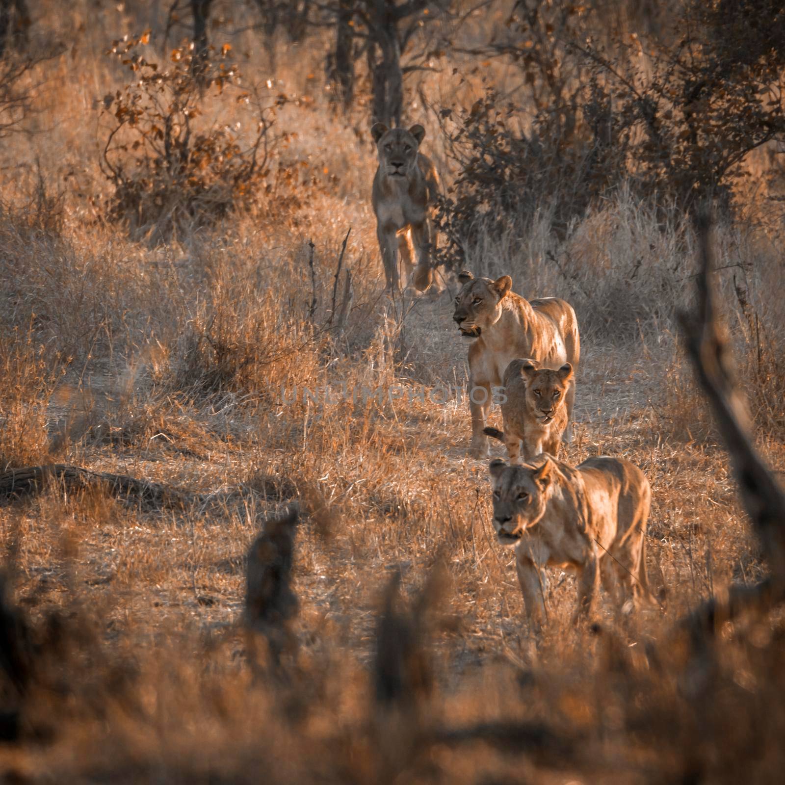 African lion in Kruger National park, South Africa by PACOCOMO