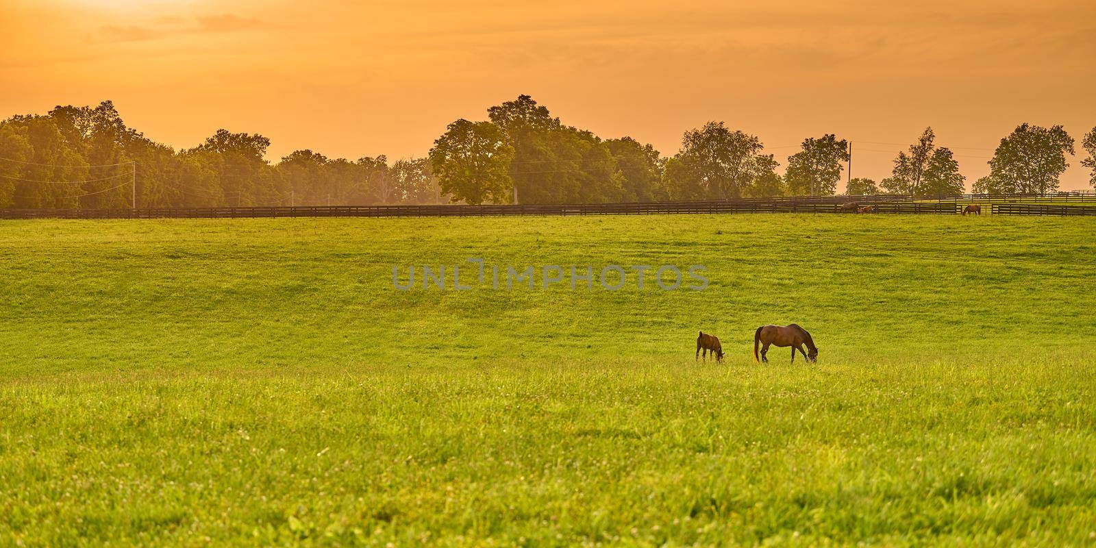 Mare and foal grazing on fresh green grass at sunset. by patrickstock