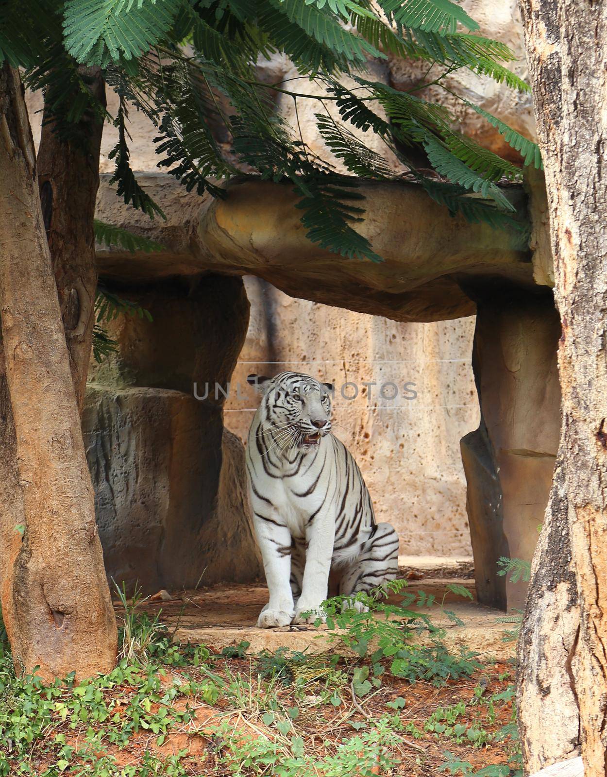 large white tiger resting in the zoo