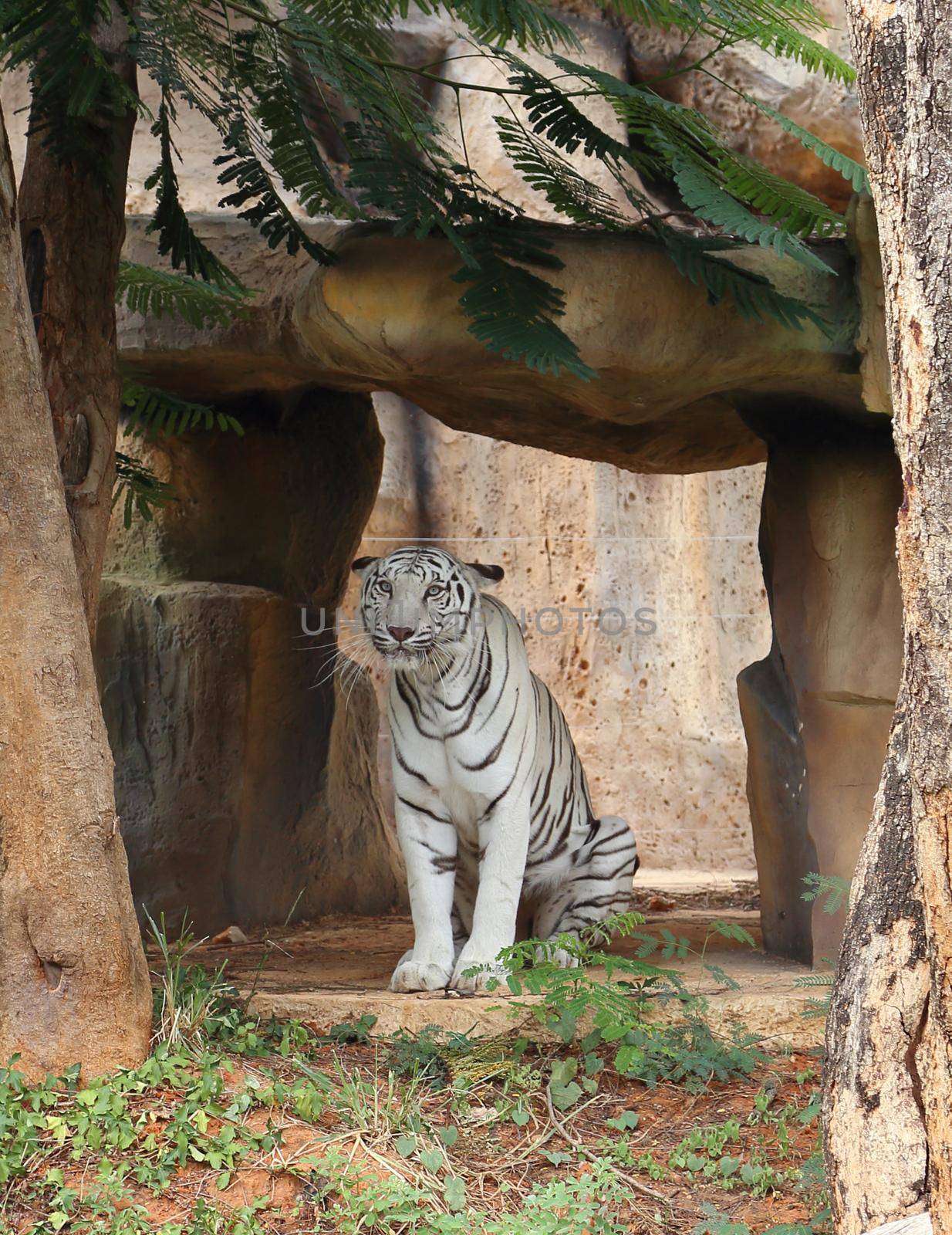 large white tiger resting in the zoo
