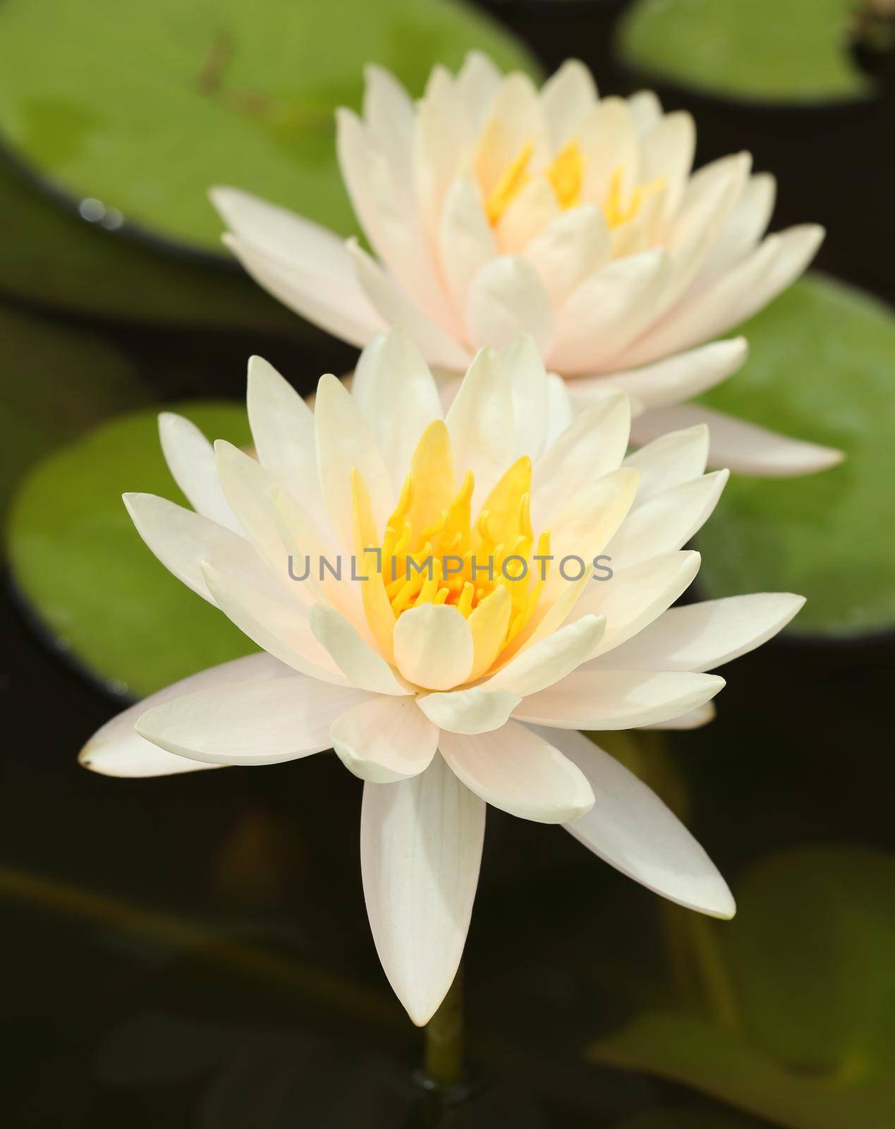 white lotus or water lily in the pond