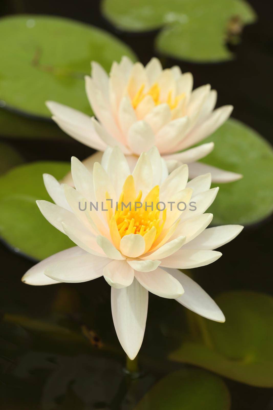 white lotus by geargodz