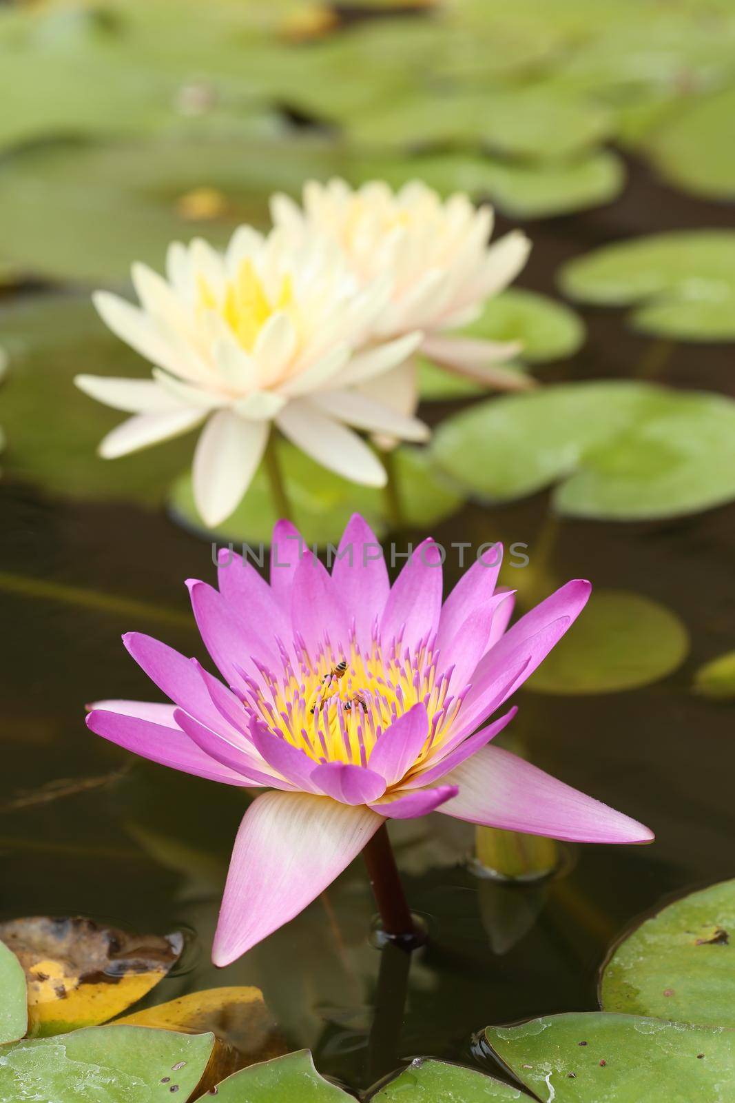 pink and white lotus or water lily on the pond