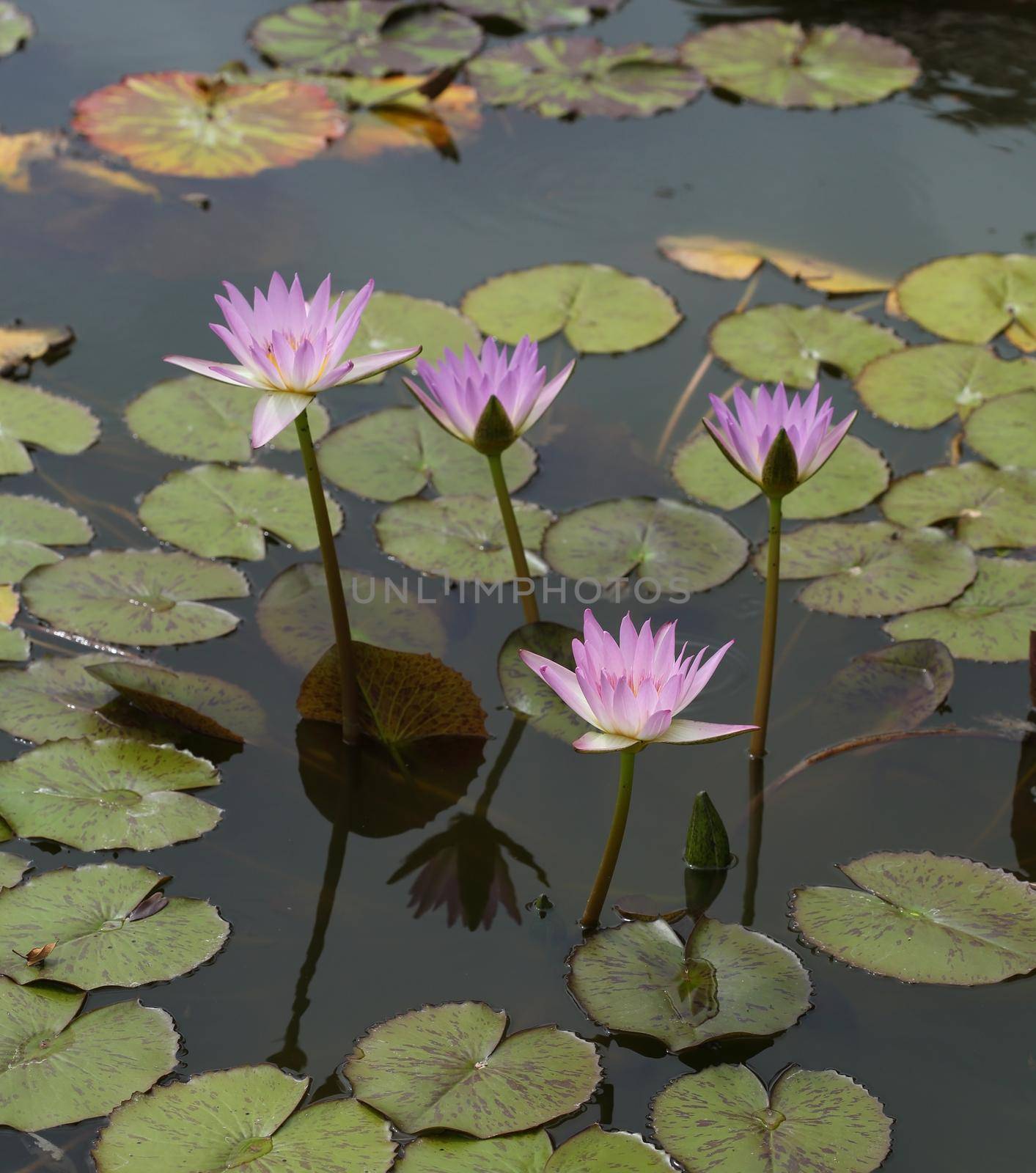 pink lotus or water lily by geargodz