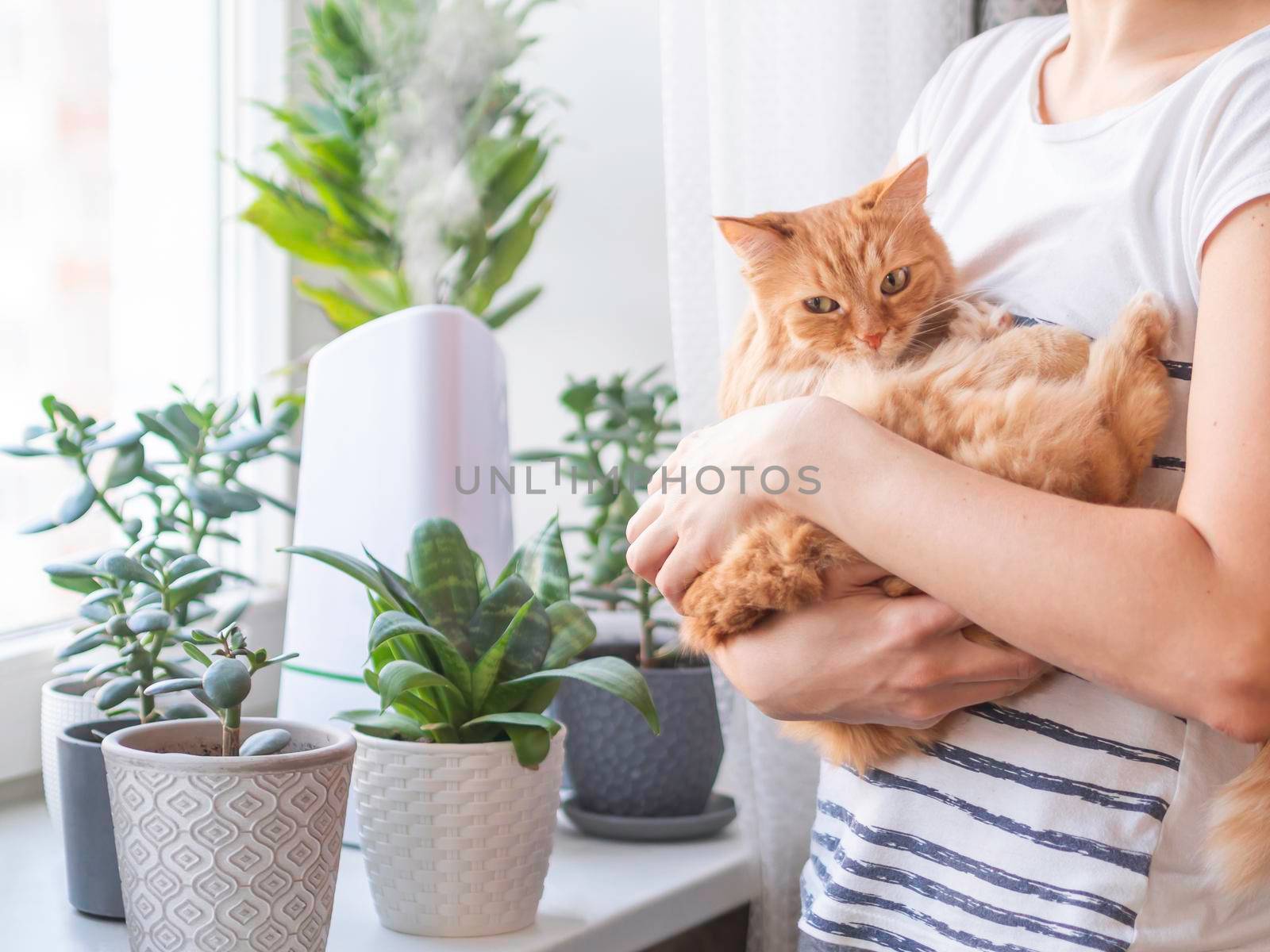 Woman strokes cute ginger cat. Ultrasonic humidifier among houseplants. Flower pots with succulent plants on windowsill. Water steam moisturizes dry air at home. Electric device and fluffy pet. by aksenovko