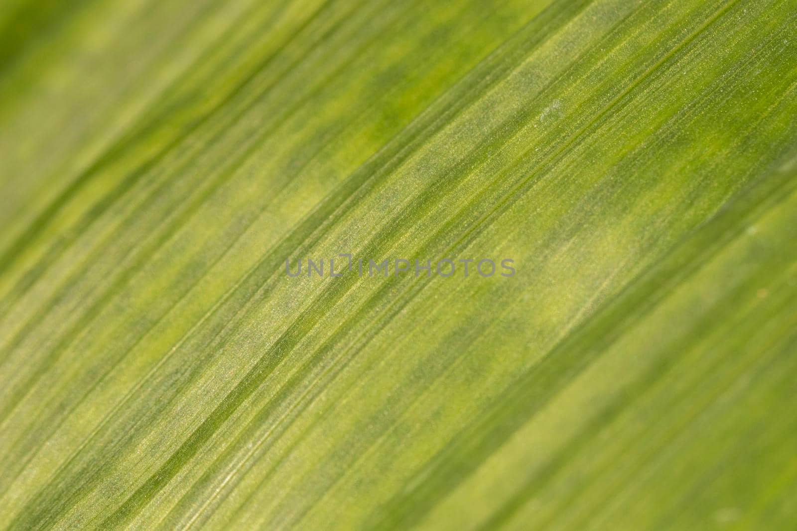 close up leaf texture organic background by Zahard