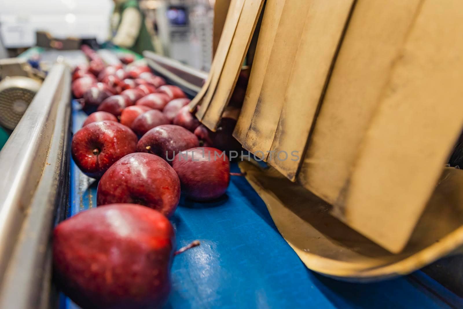 red apples on the packaging line by zokov