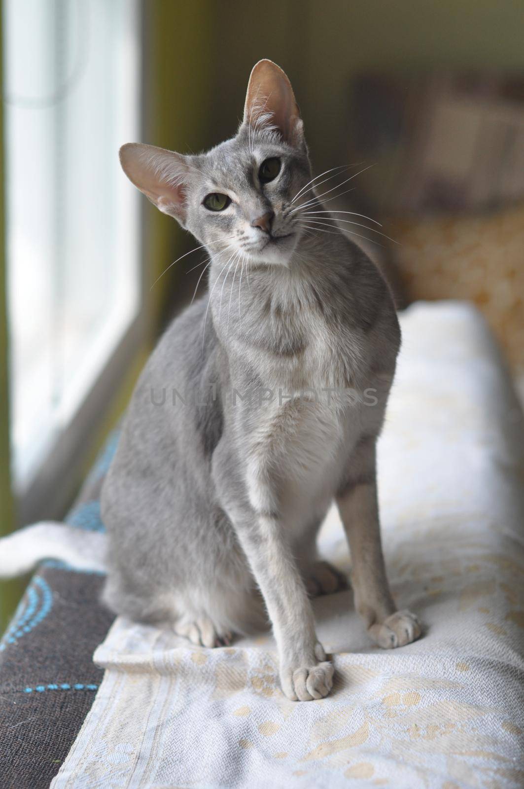 Oriental shorthair cat sits on the window.