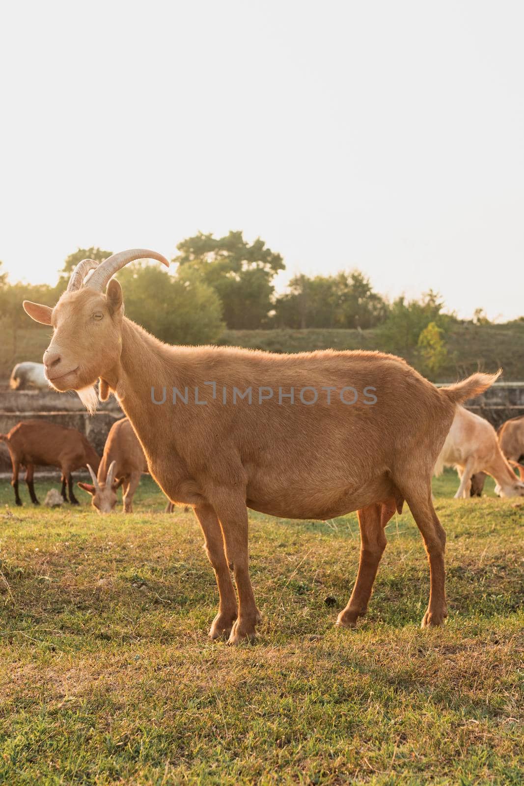 goat standing farm looking away