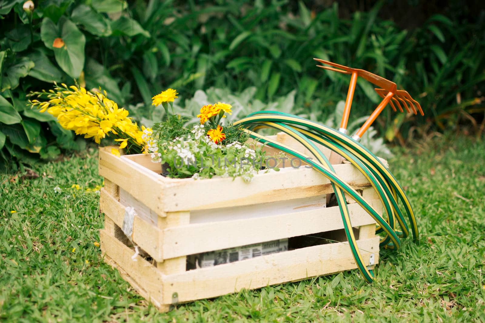 flowers garden equipment wooden container meadow near plants by Zahard