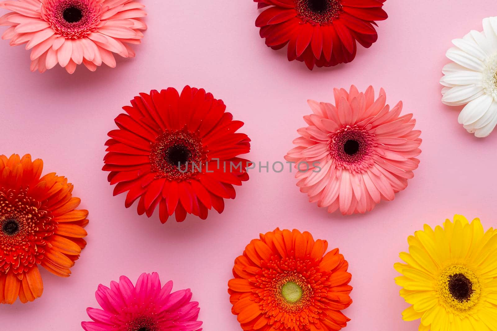 gerbera flowers pink background