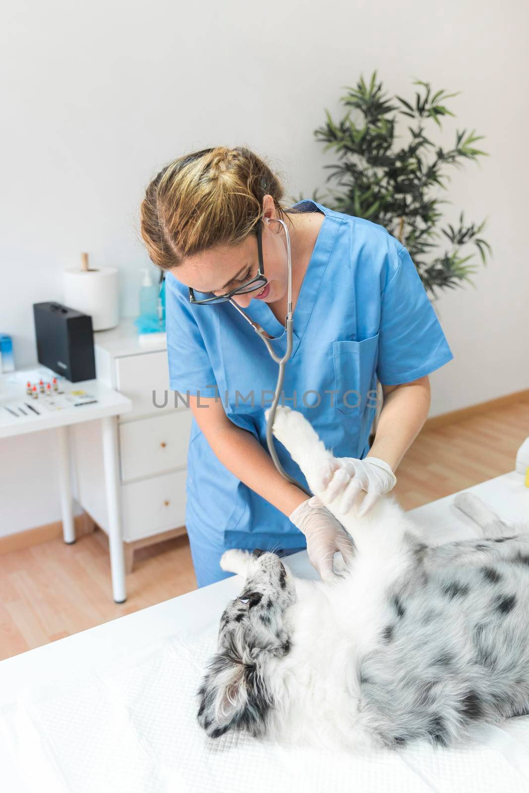 female veterinarian checking dog with stethoscope clinic by Zahard
