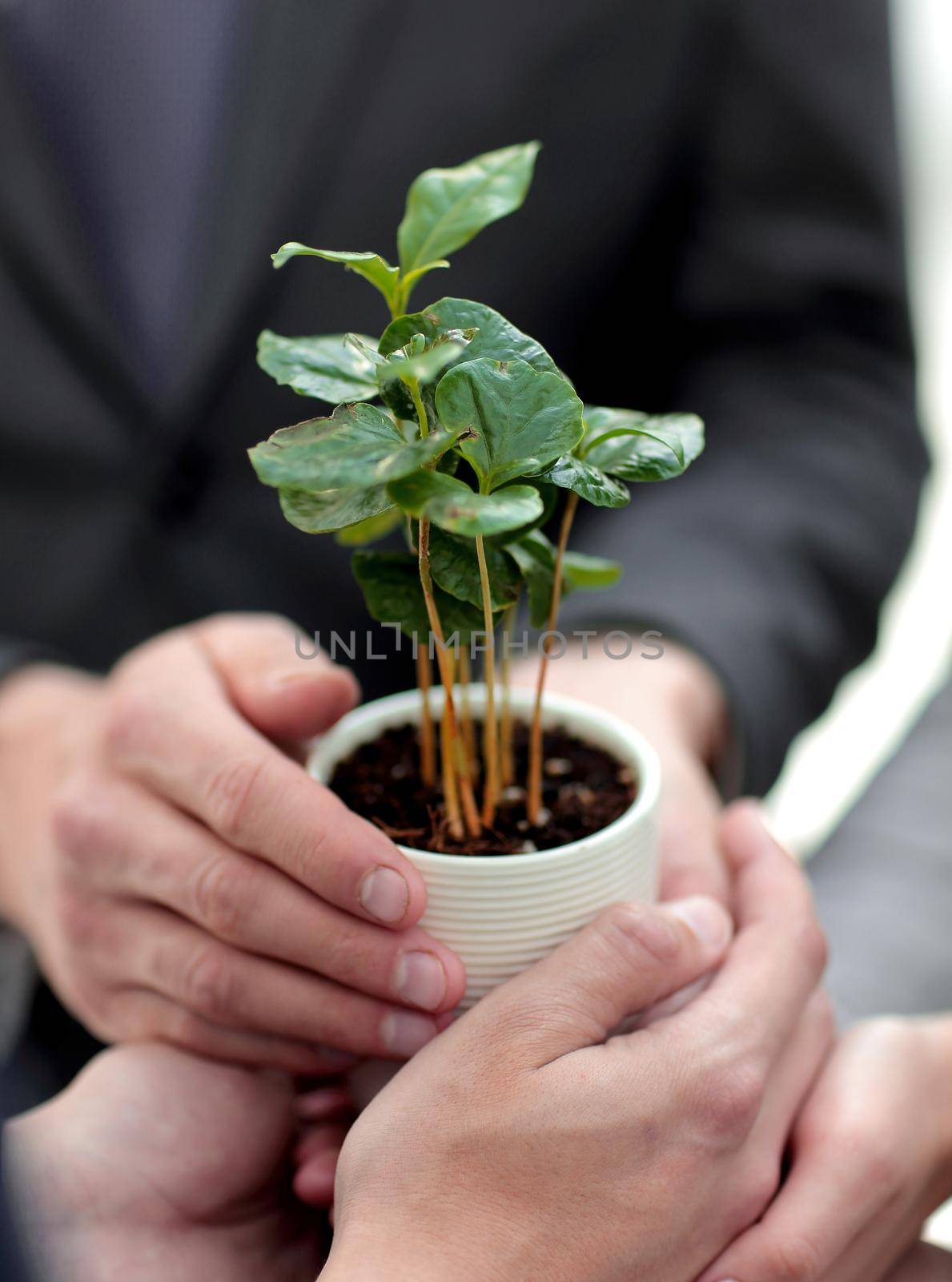 close up.young green shoots in the hands of the business team.The concept of a startup