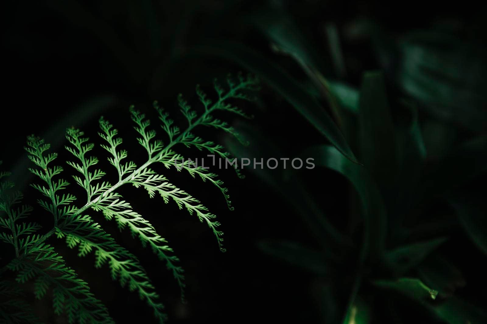 attractive green leaf dark background