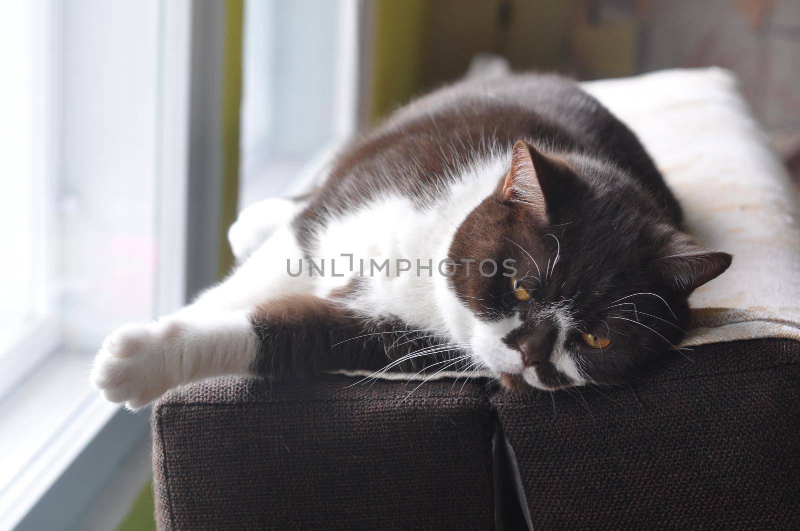 British Short hair cat with bright yellow eyes portrait