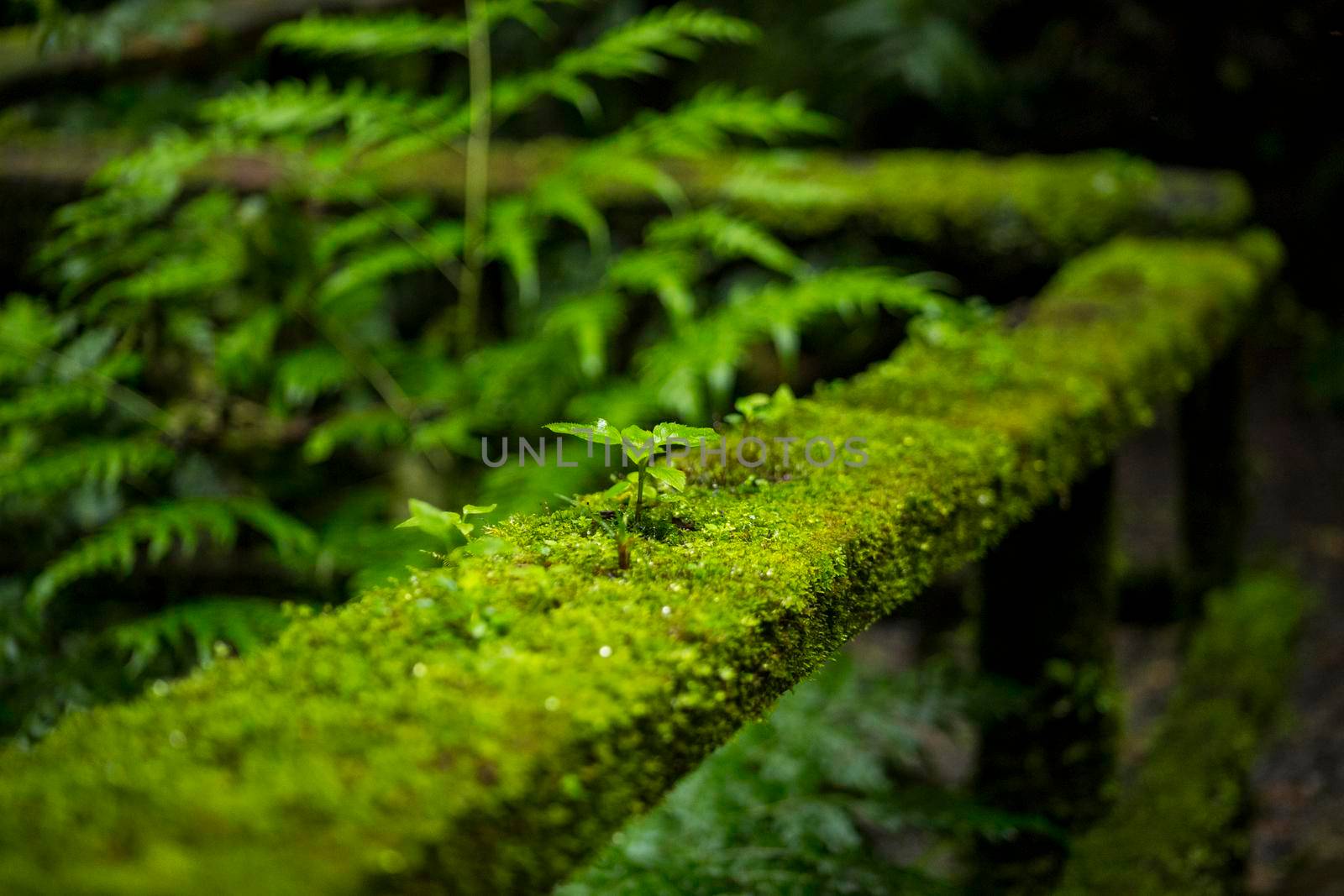 close up moss railing fence costa rica rainforest by Zahard