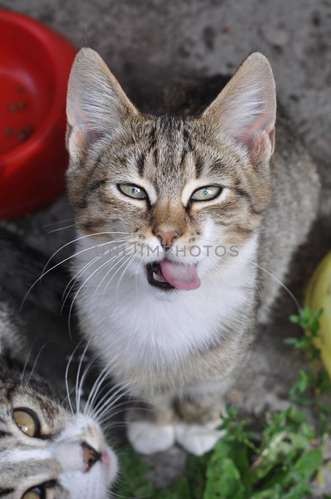 Tabby cat sitting under the table and asks to eat. by infinityyy