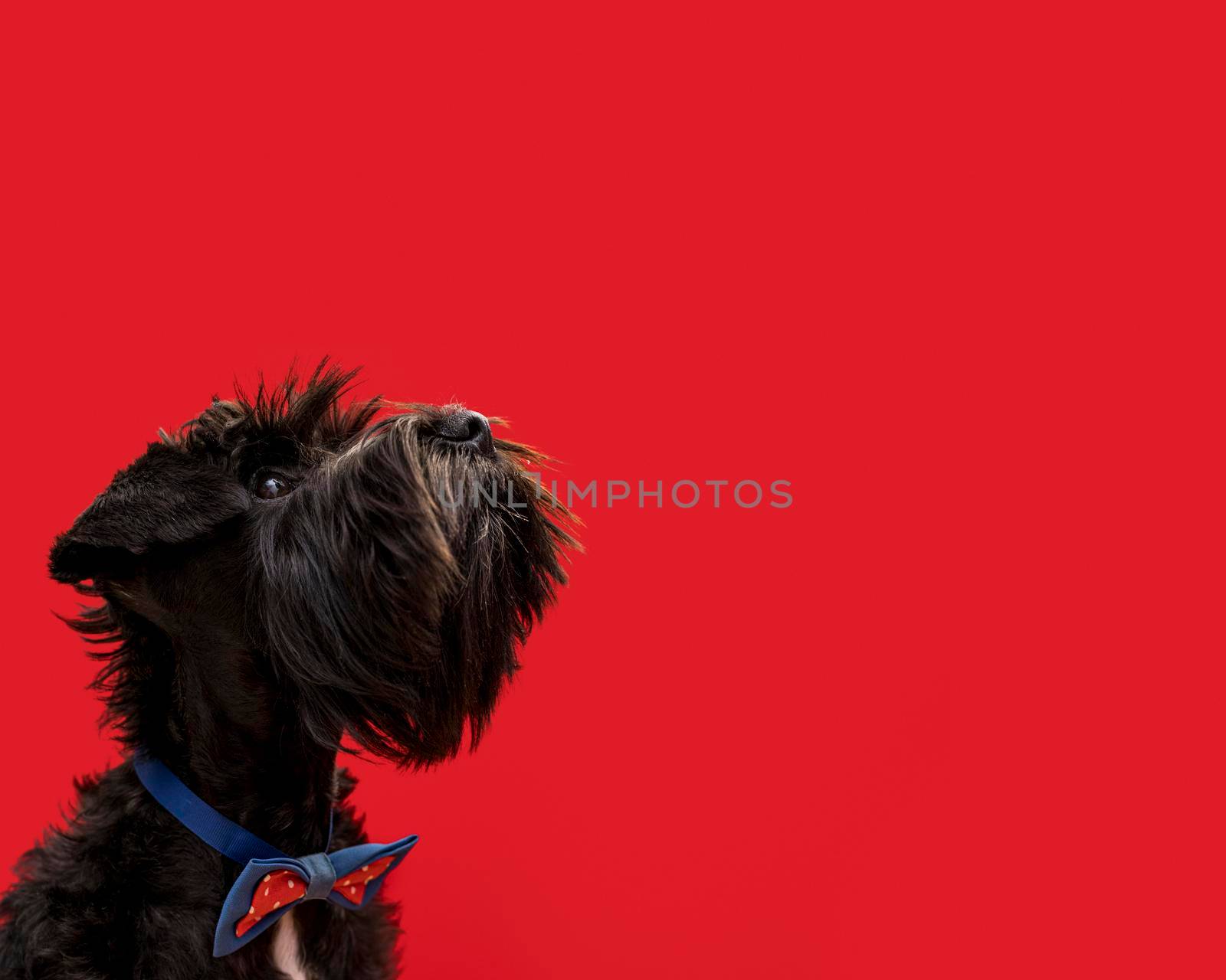 front view beautiful dog with copy space by Zahard