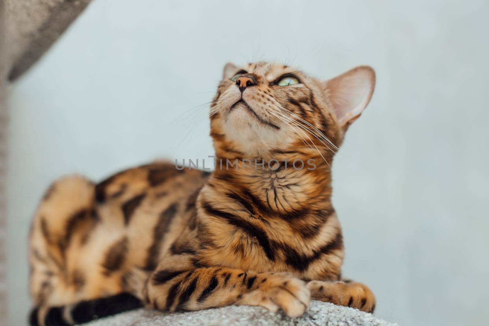 Young cute bengal cat laying on a soft cat's shelf of a cat's house indoors.