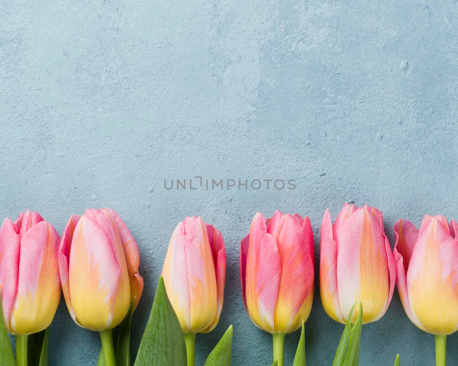 pink tulips aligned table