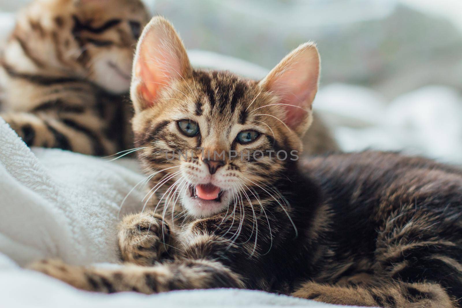 Cute bengal one month old kitten on the white fury blanket close-up.