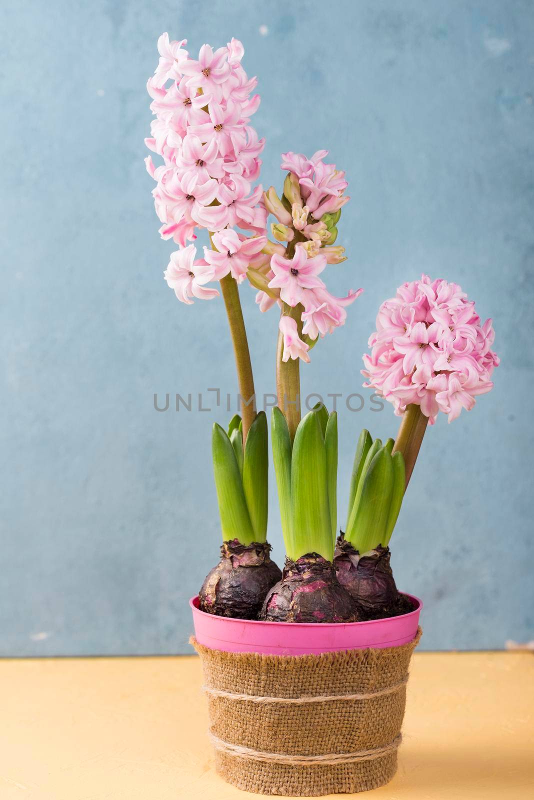 flower pot hyacinth by Zahard