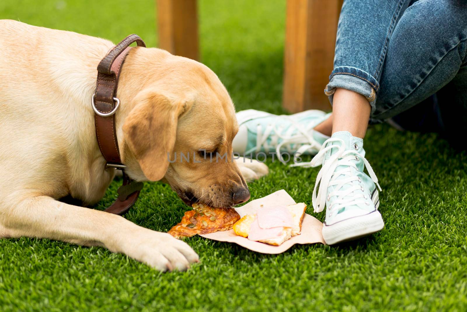 dog eating sandwich park by Zahard