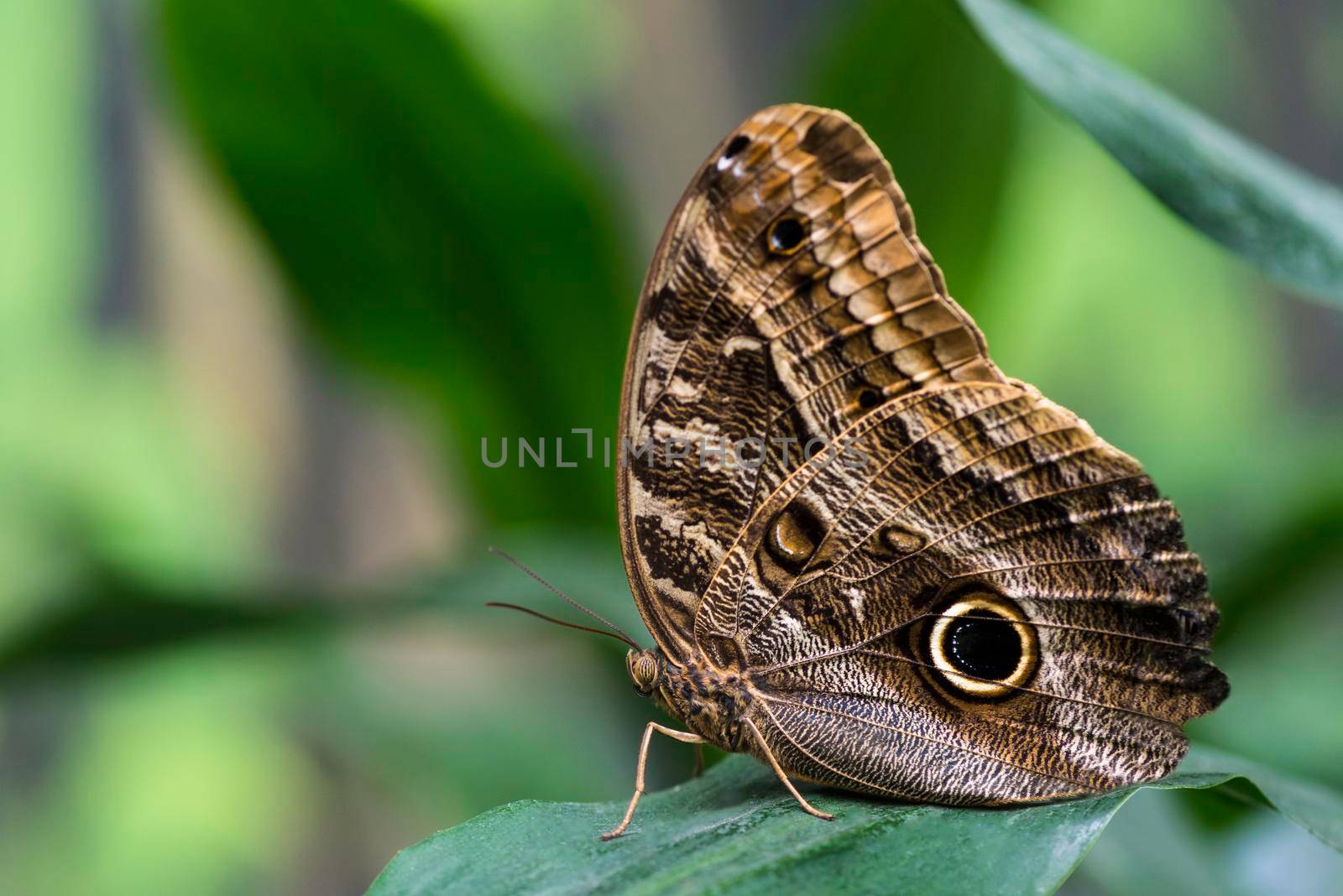 owl butterfly with blurry background by Zahard