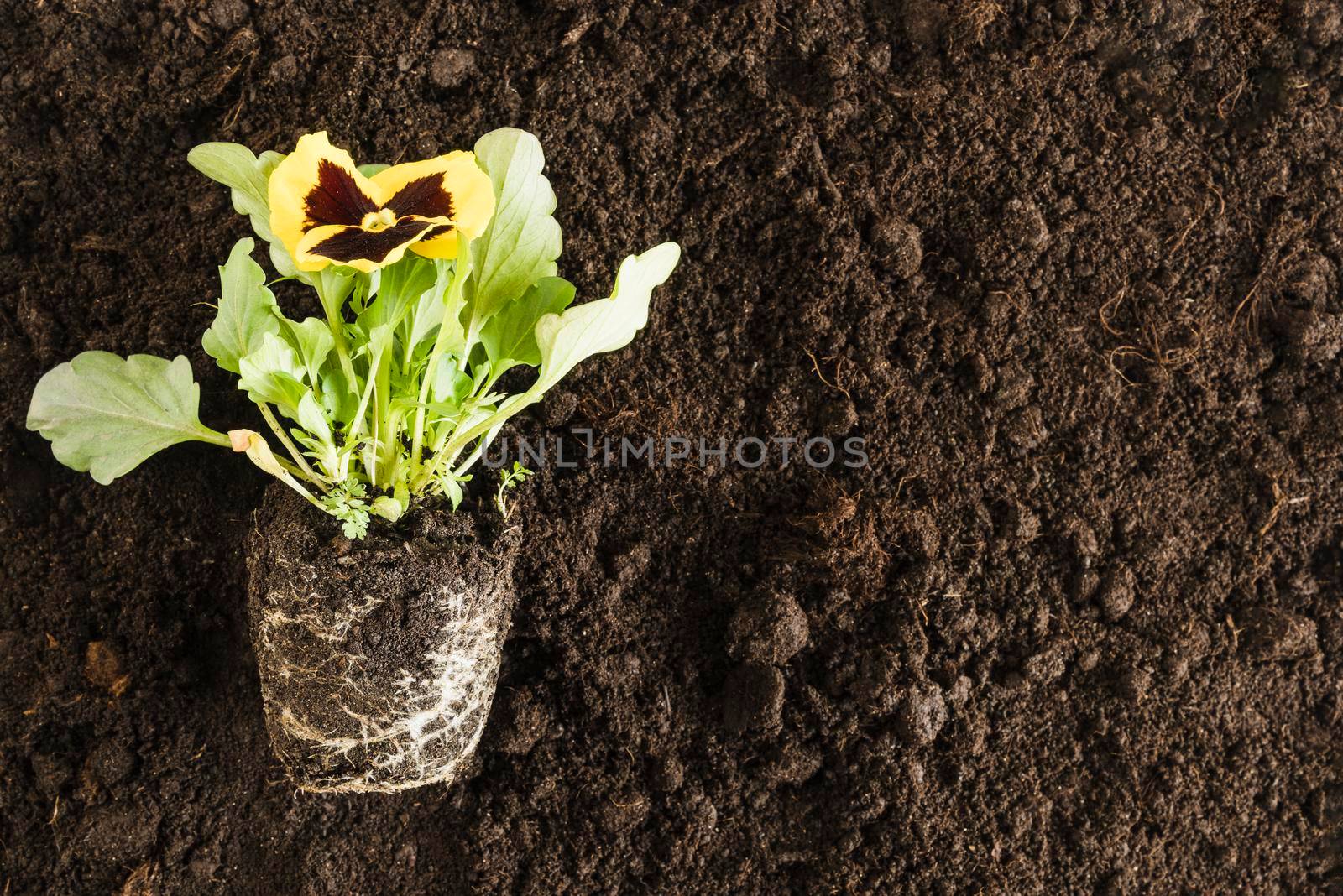 yellow pansy flower plant fertile soil