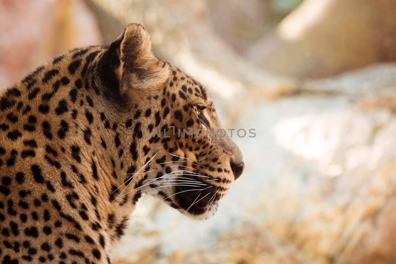 leopard by Zahard