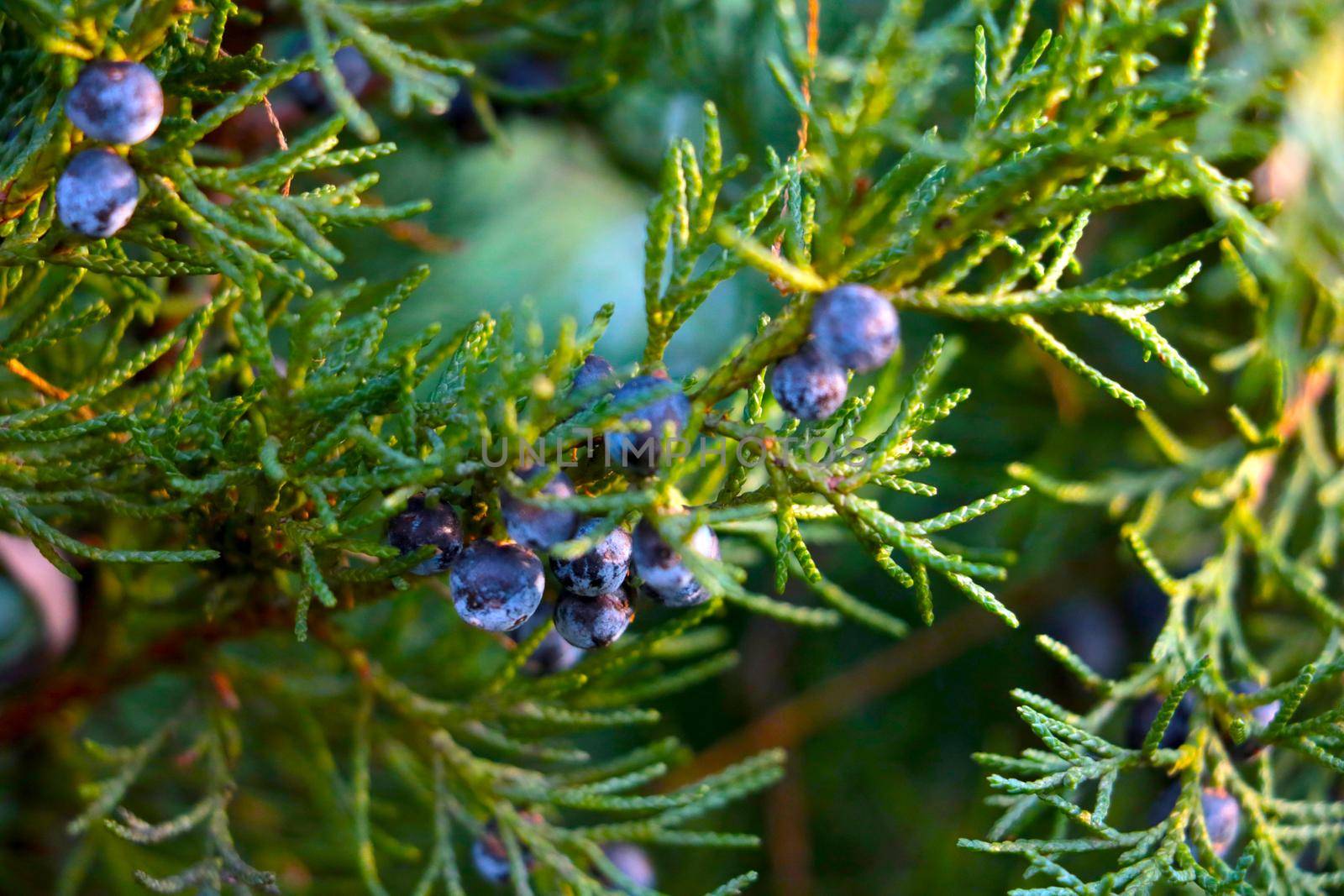 Green branch of juniper or thuja. Selective focus