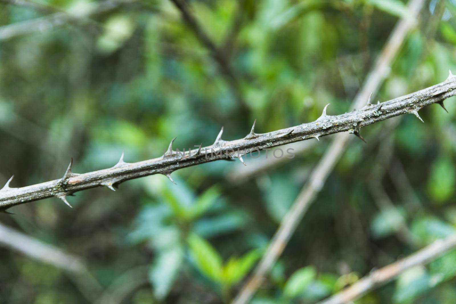 close up bush thorns by Zahard