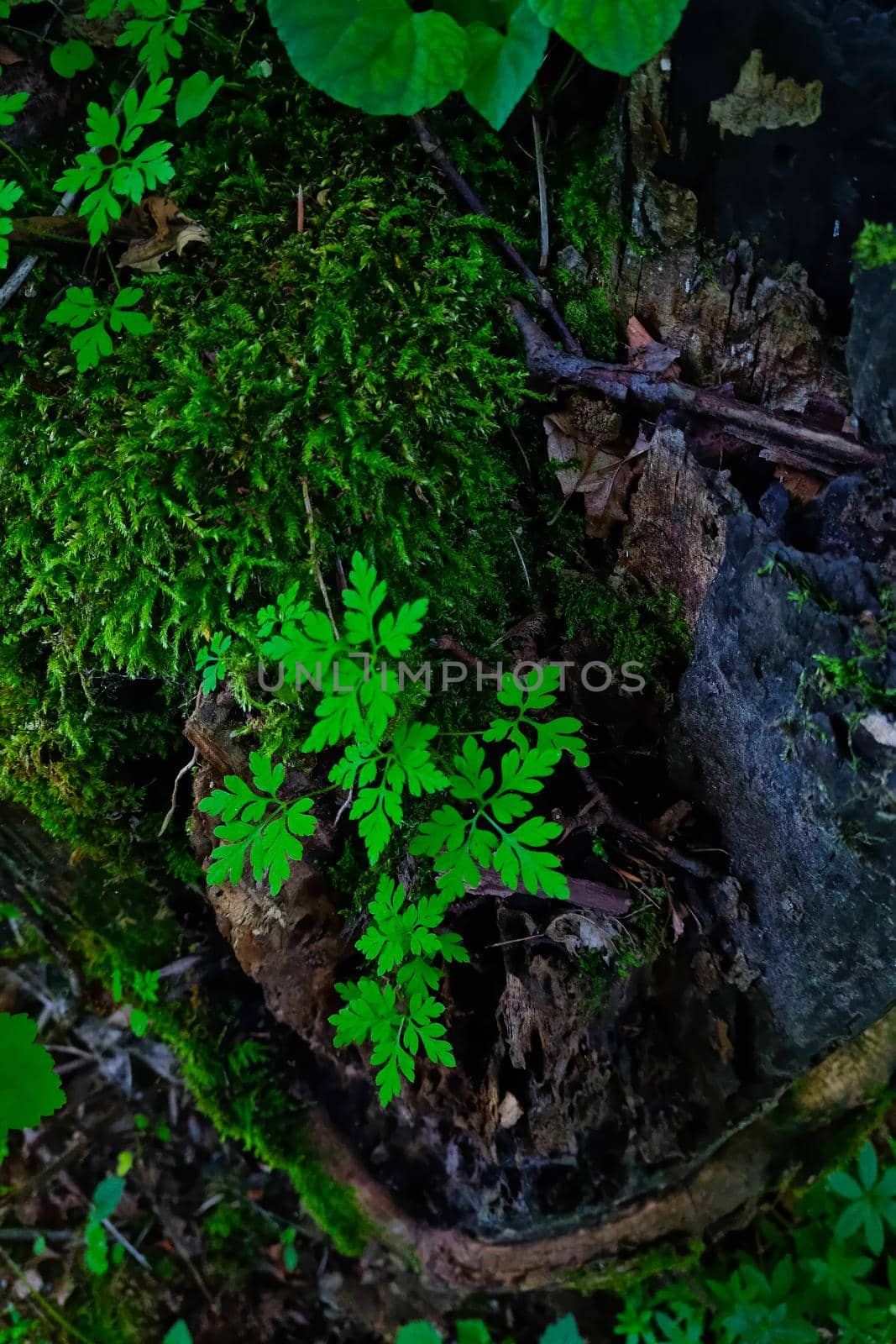 Top view of green moss and fern in the forest