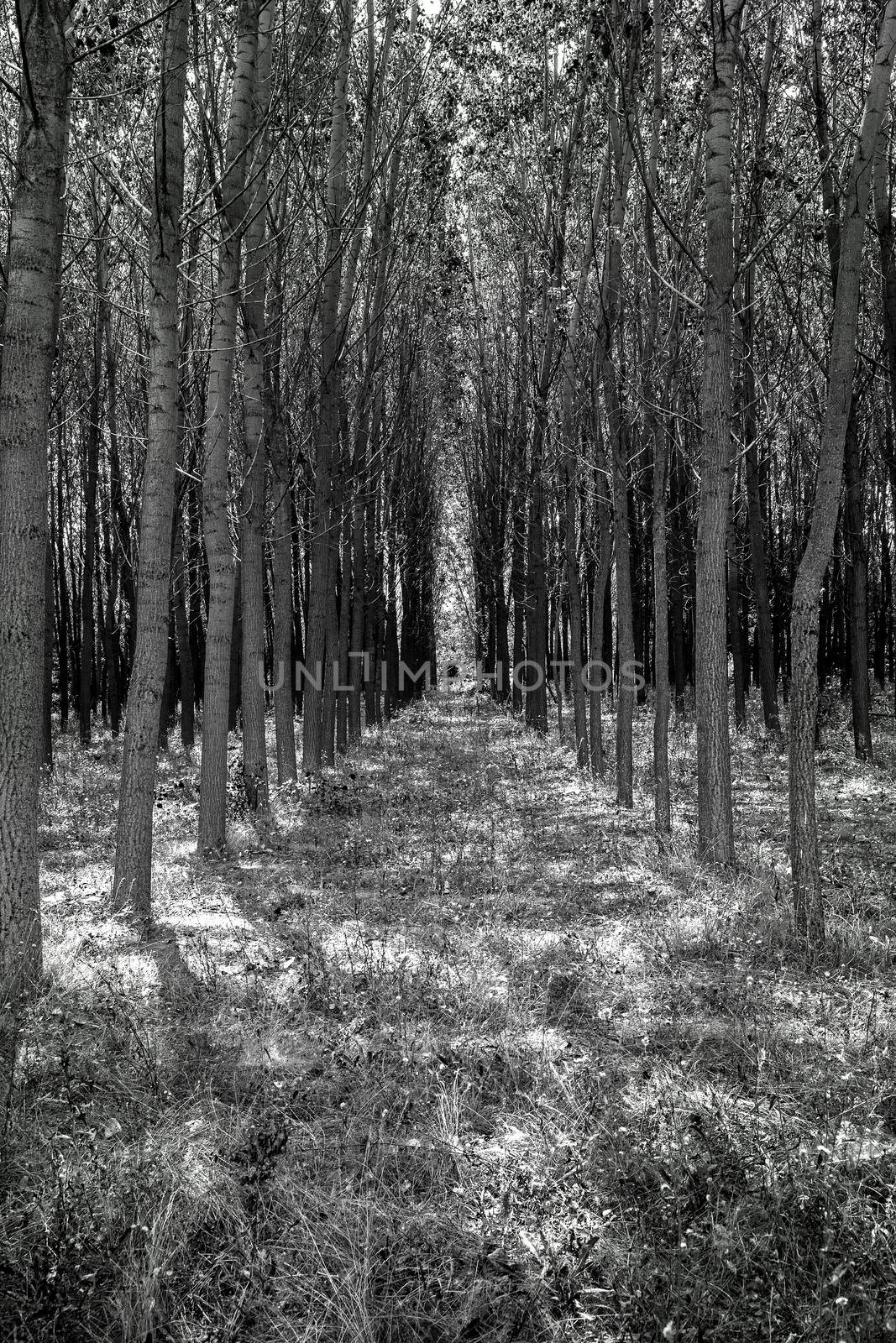 Forest trees like a tunnel in black and white