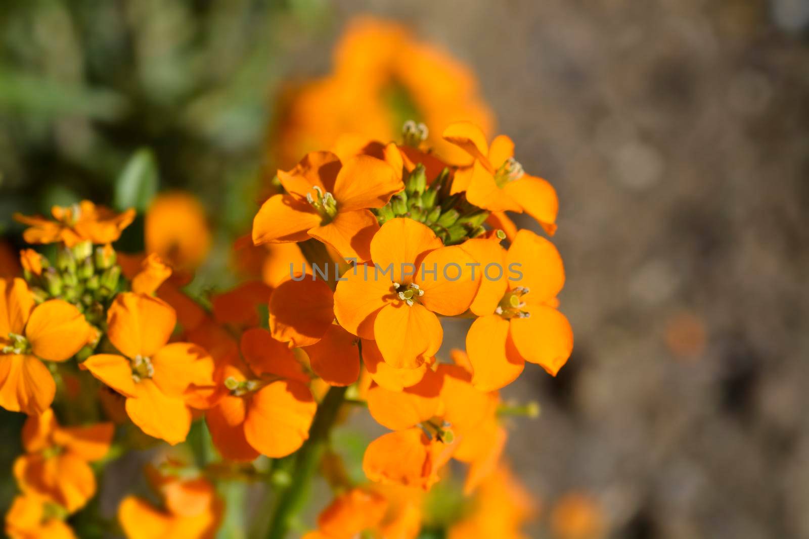 Siberian Wallflower orange flowers - Latin name - Erysimum x marshallii