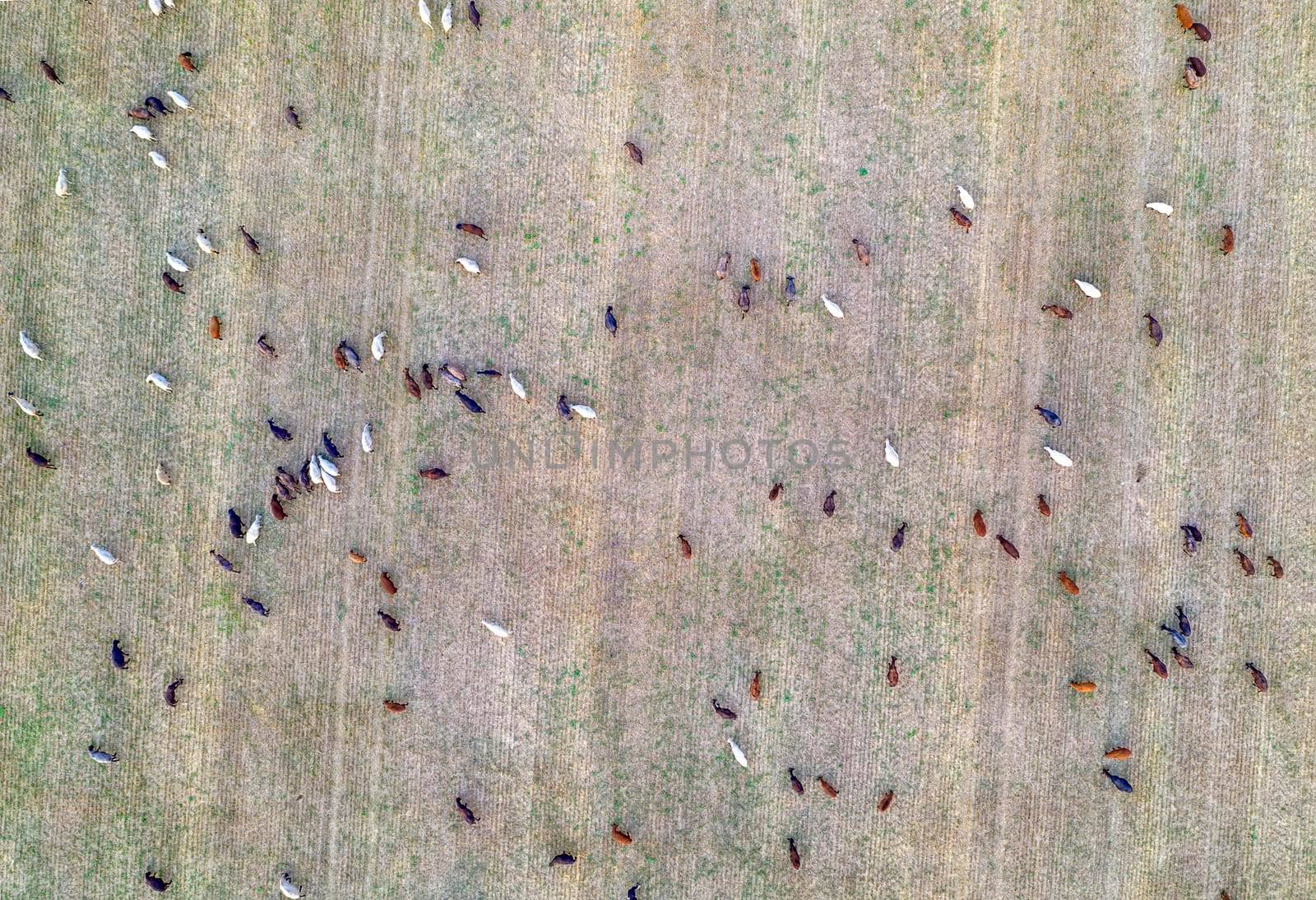 Livestock grazing at the field after harvest. Top view at many goats at the field.