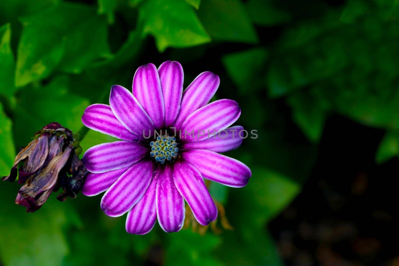Beautiful purple flower of flowering aster in the garden. by kip02kas